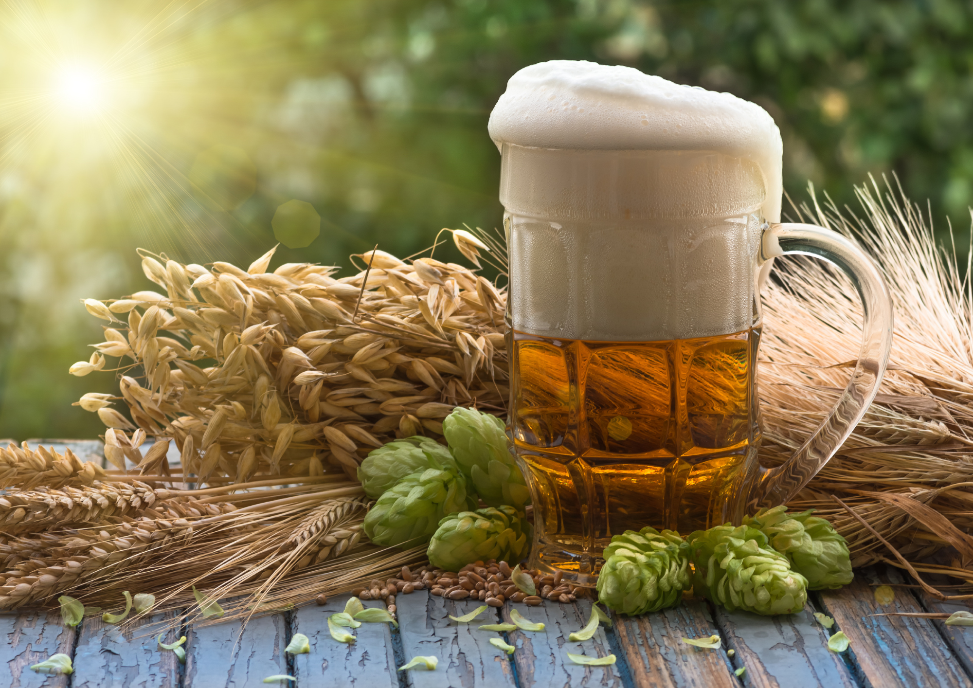 lupulo-cerveja-rusticana-cerveja-artesanal